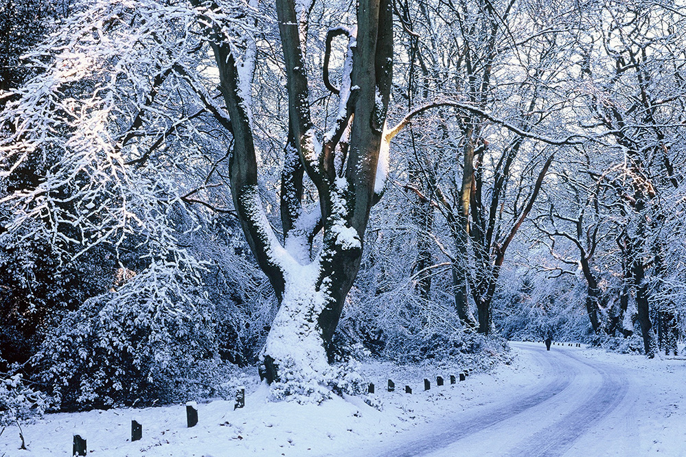 Winter Snowy Lane in Bramshaw Wood